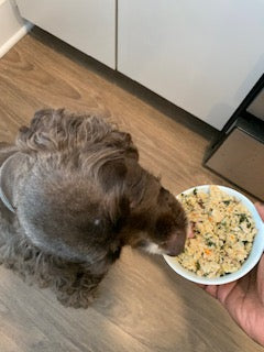 Happy dog eating Rosie's Gourmet Premium Dog Food